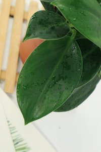 ​金钻花的风水作用