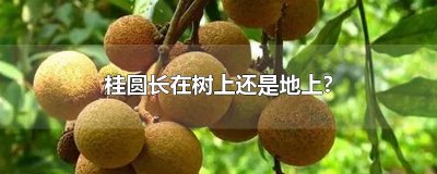 ​桂圆长在树上还是地上?