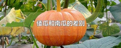 ​倭瓜和南瓜的差别