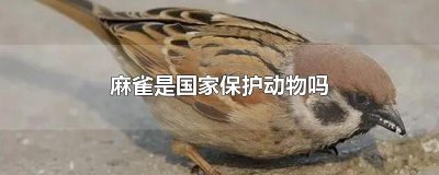 ​麻雀是国家保护动物吗