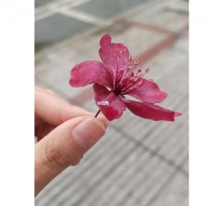 ​辣手摧花是什么意思（辣手摧花什么意思）