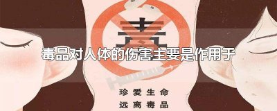 ​毒品对人体的伤害主要是作用于