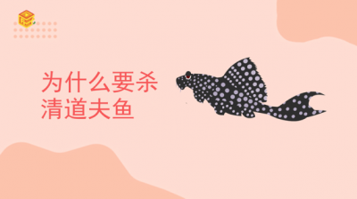 ​为什么要杀清道夫鱼