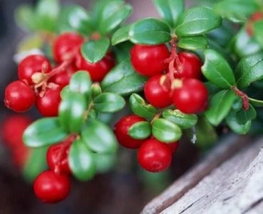 ​4种带莓的水果，你肯定只知道草莓蓝莓，青岛网友：最美味是它