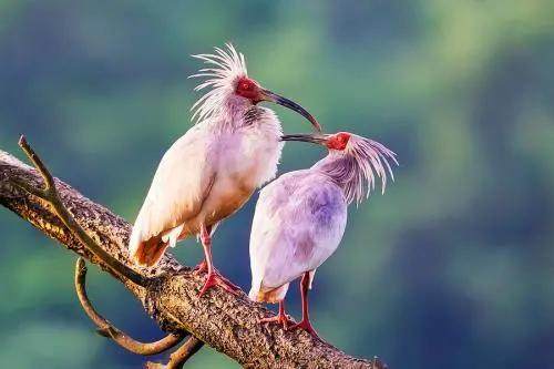 秦岭四宝是指什么(秦岭四宝是指哪四宝)