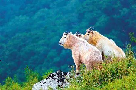 秦岭四宝是指什么(秦岭四宝是指哪四宝)