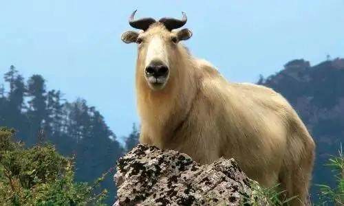 秦岭四宝是指什么(秦岭四宝是指哪四宝)