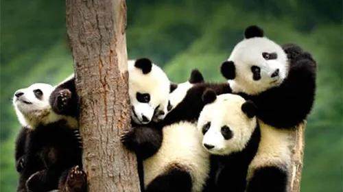 秦岭四宝是指什么(秦岭四宝是指哪四宝)