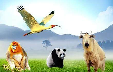 秦岭四宝是指什么(秦岭四宝是指哪四宝)