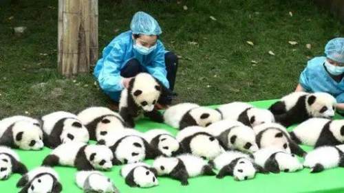 秦岭四宝是指什么(秦岭四宝是指哪四宝)