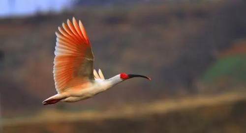 秦岭四宝是指什么(秦岭四宝是指哪四宝)