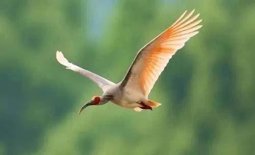 秦岭四宝是指什么(秦岭四宝是指哪四宝)