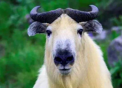 秦岭四宝是指什么(秦岭四宝是指哪四宝)