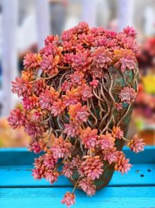 ​多肉总是养不好？不妨试试姬胧月，度夏无压力，四季都是美美哒