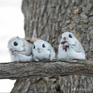 ​最不关心物种——小鼯鼠，真的好可爱