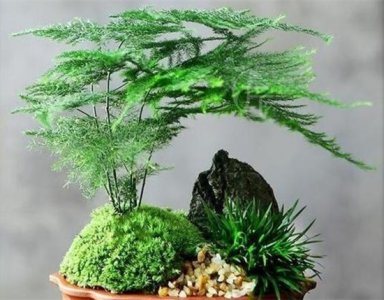 ​文竹叶子发黄怎么办？找准三大原因，长得健壮绿油油