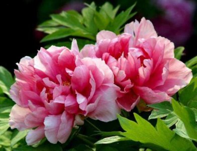 ​牡丹花几月开花介绍（每年牡丹花什么时候开花时间）