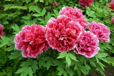 ​毛茛科植物有哪些（高颜值毛茛科花卉名称及特征样子介绍）