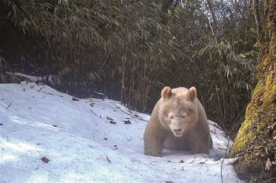 ​全球唯一白色大熊猫性别为雄性