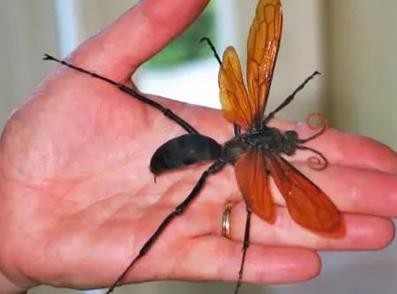 十大巨型虫豸：世界上体型最大的虫豸排行