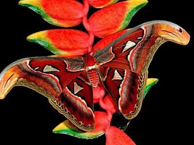 十大巨型虫豸：世界上体型最大的虫豸排行