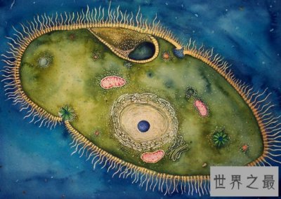 ​世界上最轻的动物，H39小到肉眼看不清(1000万亿个才重1克)