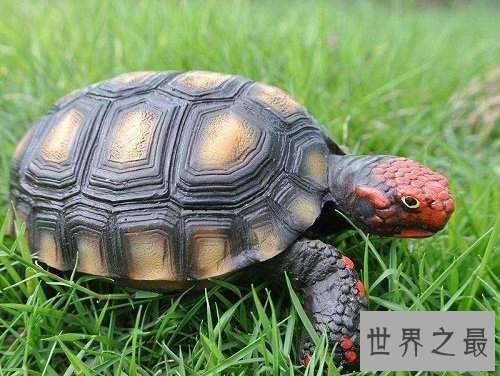 缅甸陆龟不会养？养龟高手来教你！