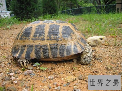 缅甸陆龟不会养？养龟高手来教你！