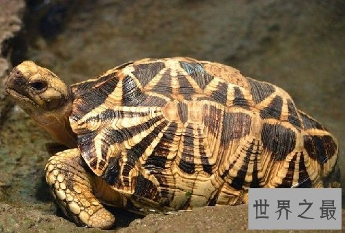 缅甸陆龟不会养？养龟高手来教你！