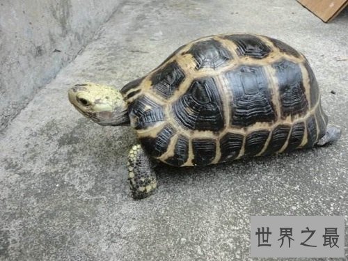 缅甸陆龟不会养？养龟高手来教你！