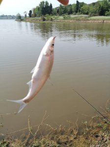 ​土鲮鱼钓法技巧（土鲮鱼钓法详解：多一分技巧多一分收获）