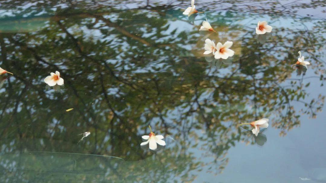 姜夔简介及作品（姜夔最经典的10首诗词，暗香疏影，月冷千山，美到灵魂里）