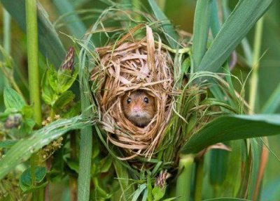 ​世界上最小的老鼠，巢鼠体长半分米仅重8g