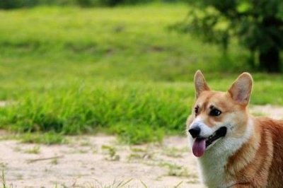 ​柯基好养吗优缺点分析