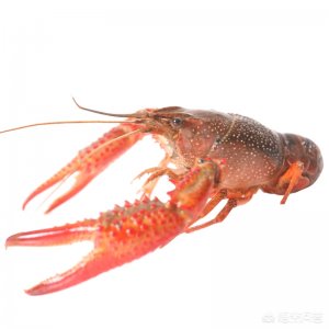 ​龙虾寿命最长多少年（小龙虾养殖技术：你了解小龙虾寿命有多久？一年可以繁殖