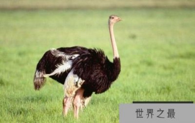 ​世界上最大的鸟：鸵鸟，身高2.75米，有翅膀但不会飞