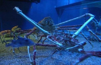 ​世界上最大的蟹排名，帝王蟹仅排第三最大的杀人蟹长4.2米（你敢吃吗）