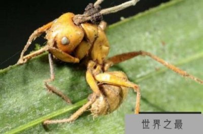 ​世界上最古老的蚂蚁，4800万年前被真菌感染致死