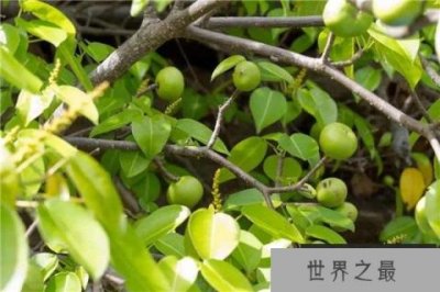 ​世界上最危险的8种杀人树，每种树都能置人于死地