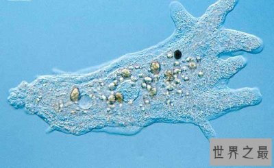 ​世界十大不怕核武器的生物，核武器就是个渣(图)