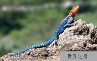 ​世界上最漂亮的5种蜥蜴 彩虹飞蜥榜上有名