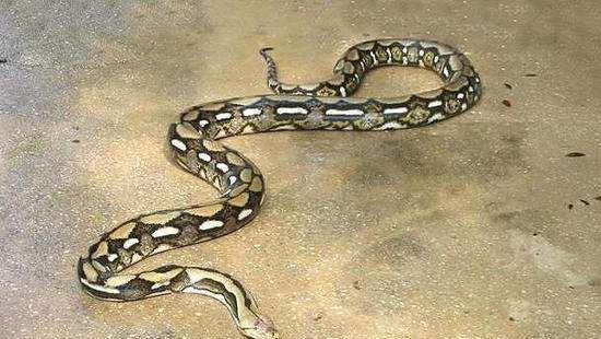 世界上最大的蟒蛇，你能想象有多大吗？它可以吃掉几百斤的鳄鱼