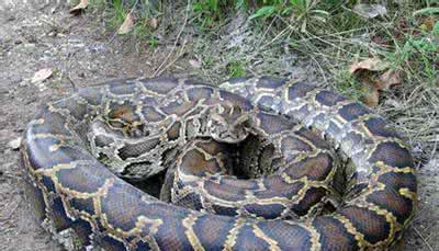 世界上最大的蟒蛇，你能想象有多大吗？它可以吃掉几百斤的鳄鱼