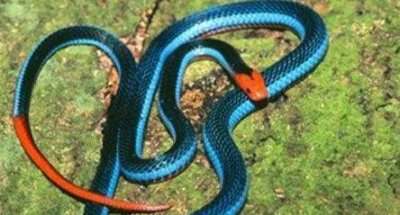 ​世界上最奇怪的蛇，论起效果堪比香水，还可以当做天然蚊香