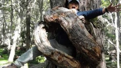 ​世界上最可怕的食人树，4000多年来食人无数，它是怎样进食的？