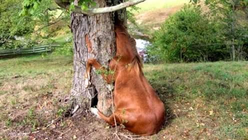 世界上最可怕的食人树，4000多年来食人无数，它是怎样进食的？