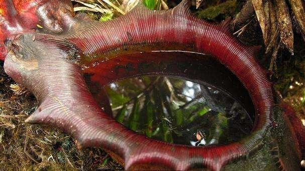 世界上最可怕的食人树，4000多年来食人无数，它是怎样进食的？