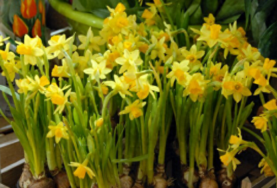 ​偷洋水仙包饺中毒 以为是韭菜包饺子给孙子酿成悲剧