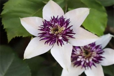 ​最全的铁线莲品种介绍（附图片哦）快来入坑