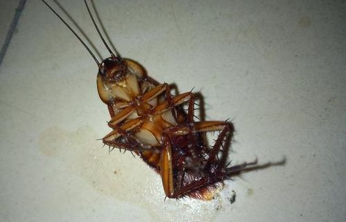 房间里有蟑螂怎么办能除根